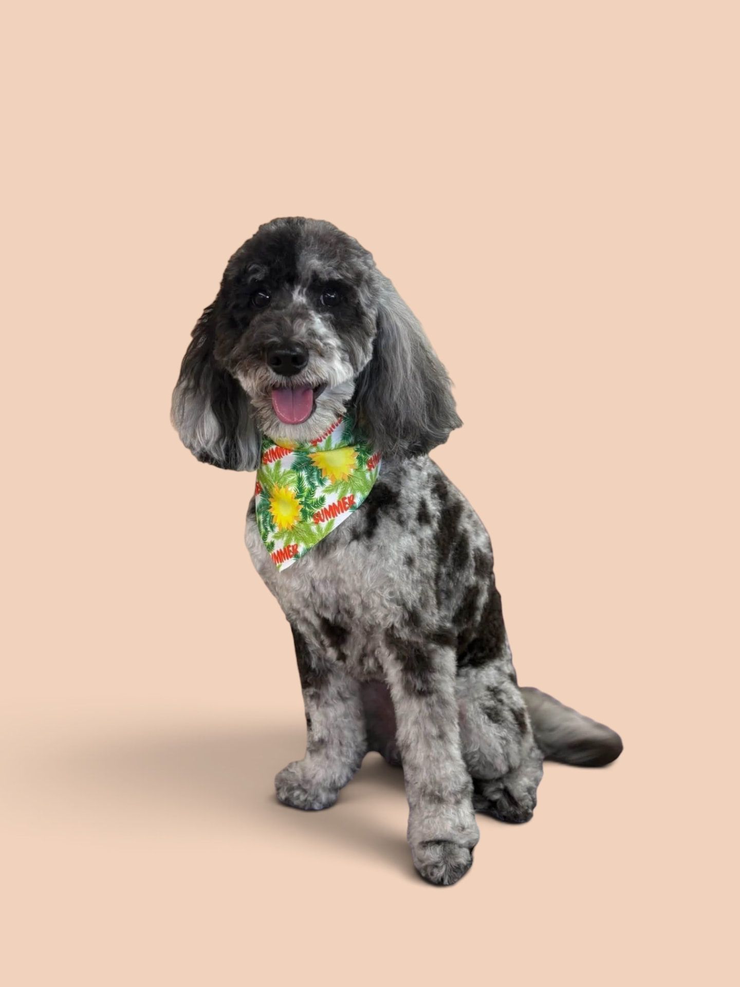 Merle poodle wearing a summer bandana after a full groom