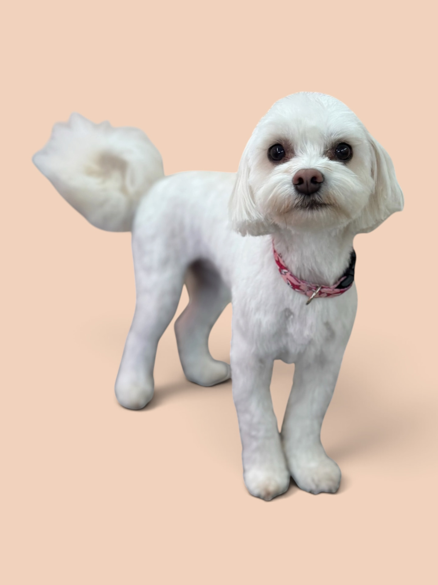 Freshly groomed white maltese with a pink collar