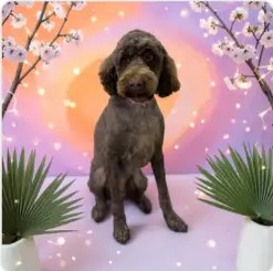 Chocolate doodle with a fresh creative haircut