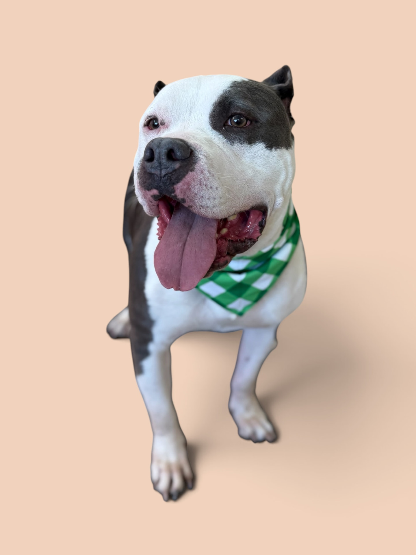 Smiling pit bull wearing a green gingham bandana