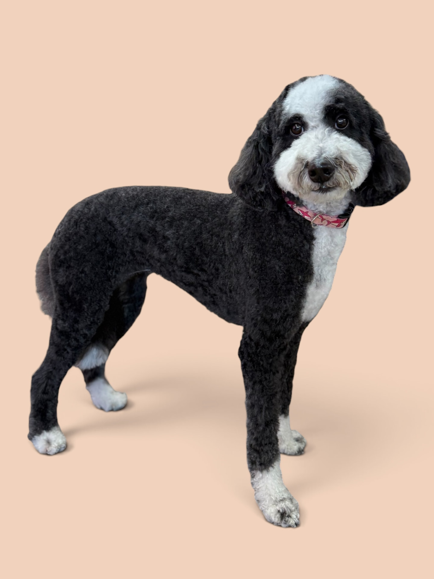 Black and white parti poodle standing after a full groom