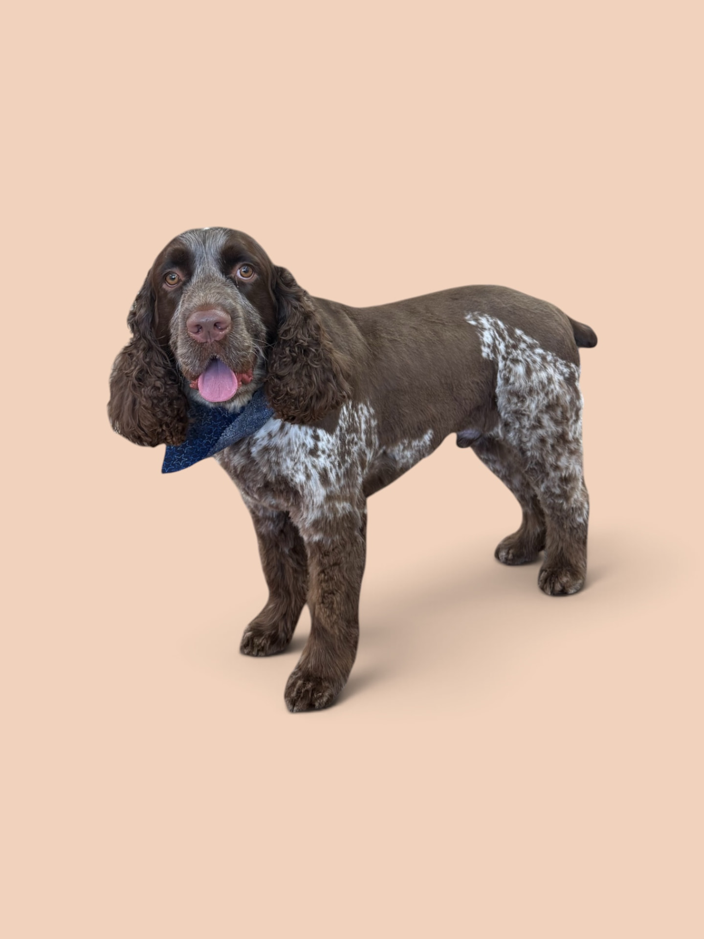 Chocolate roan cocker spaniel in a navy star bandana after a breed trim