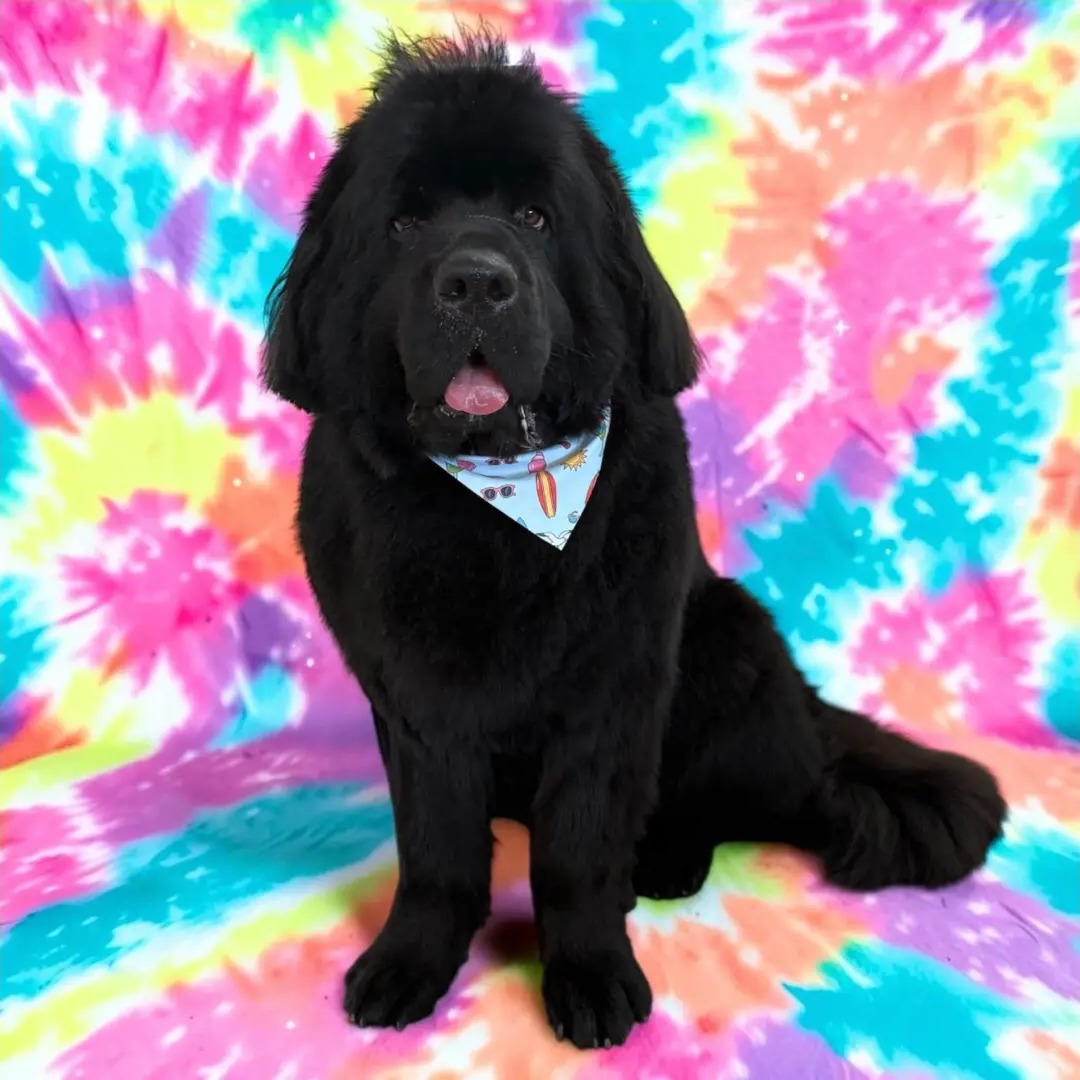 Freshly groomed black Newfoundland in a bandana on a tie-dye backdrop at Peachy Paws
