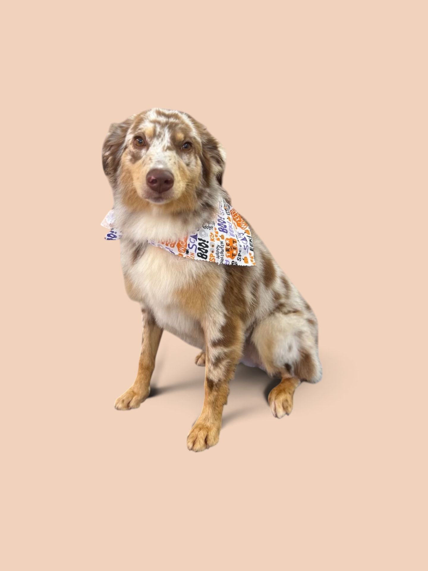 Red merle Australian shepherd wearing a Halloween bandana