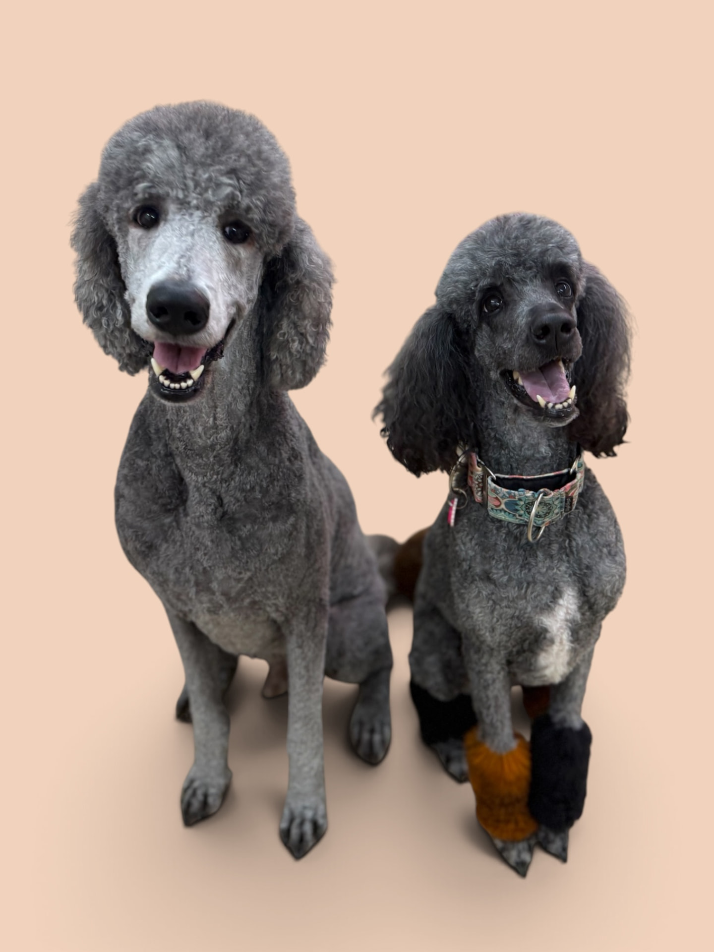Two grey poodles sitting side by side after grooming