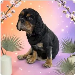 Cavalier spaniel styled after a full groom