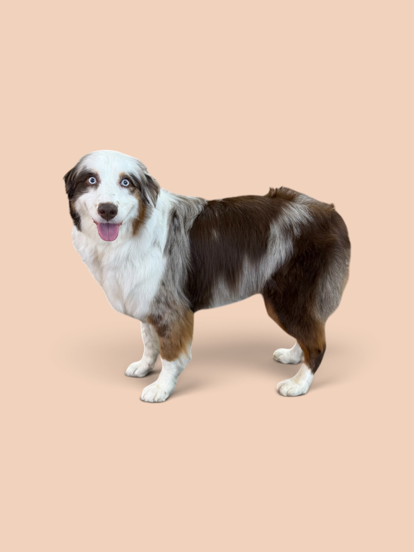 Red merle Australian shepherd with a freshly brushed coat