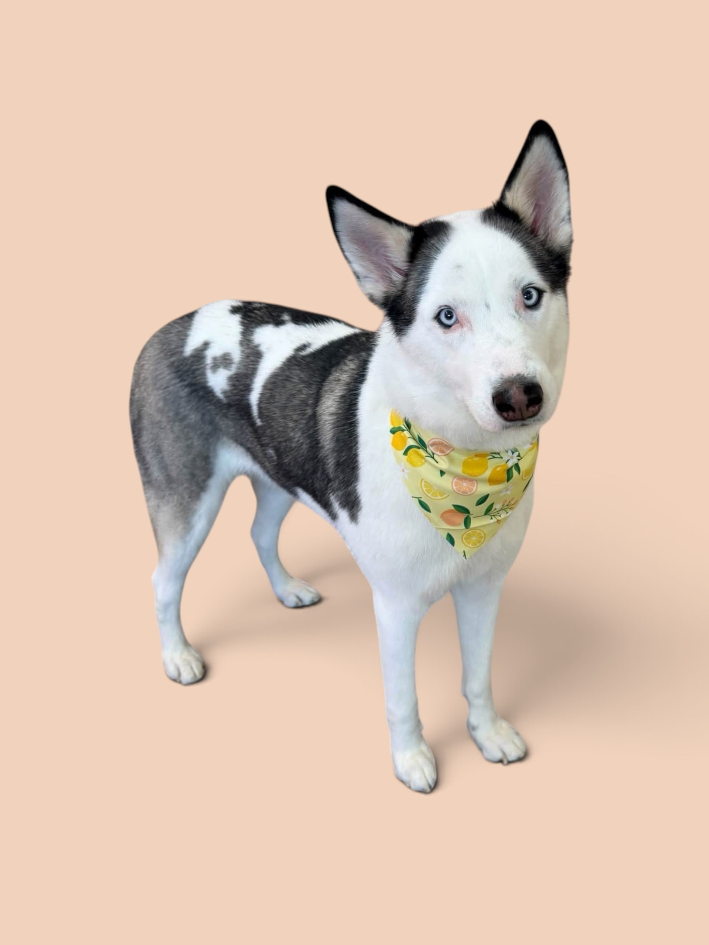 Husky mix with blue eyes wearing a lemon print bandana