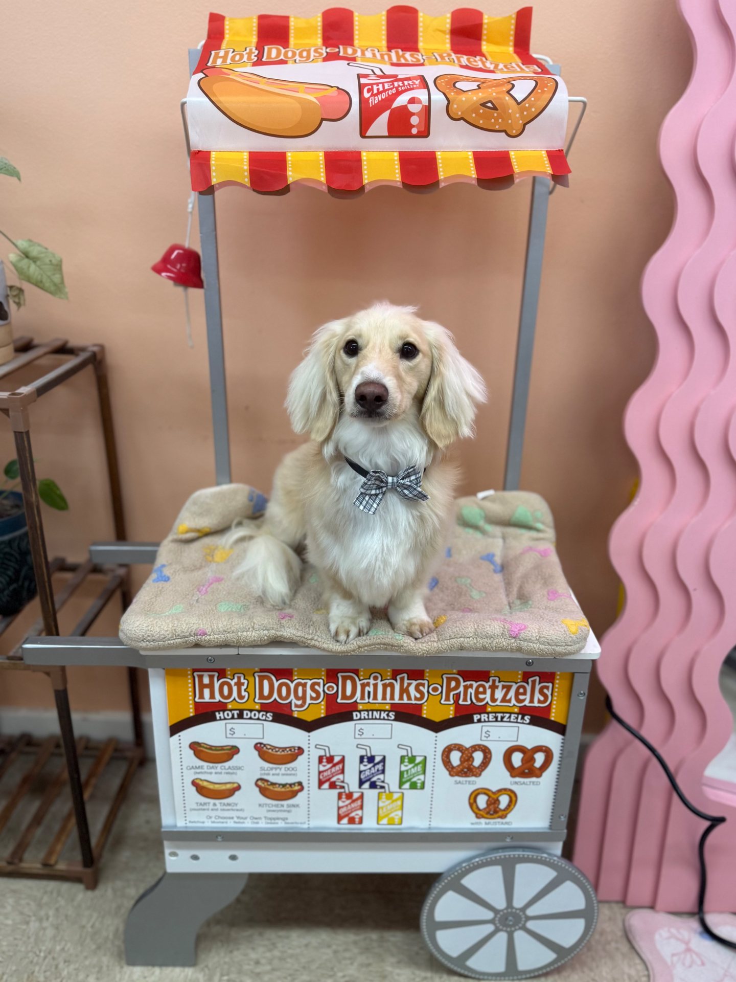 A cream dachshund in a bow tie posing on a hot dog cart prop