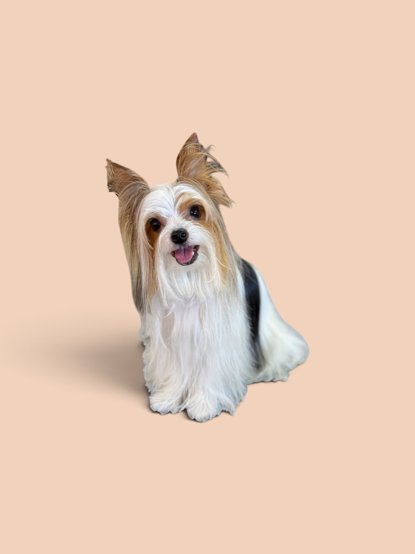 Biewer yorkie with long silky coat on a peach backdrop