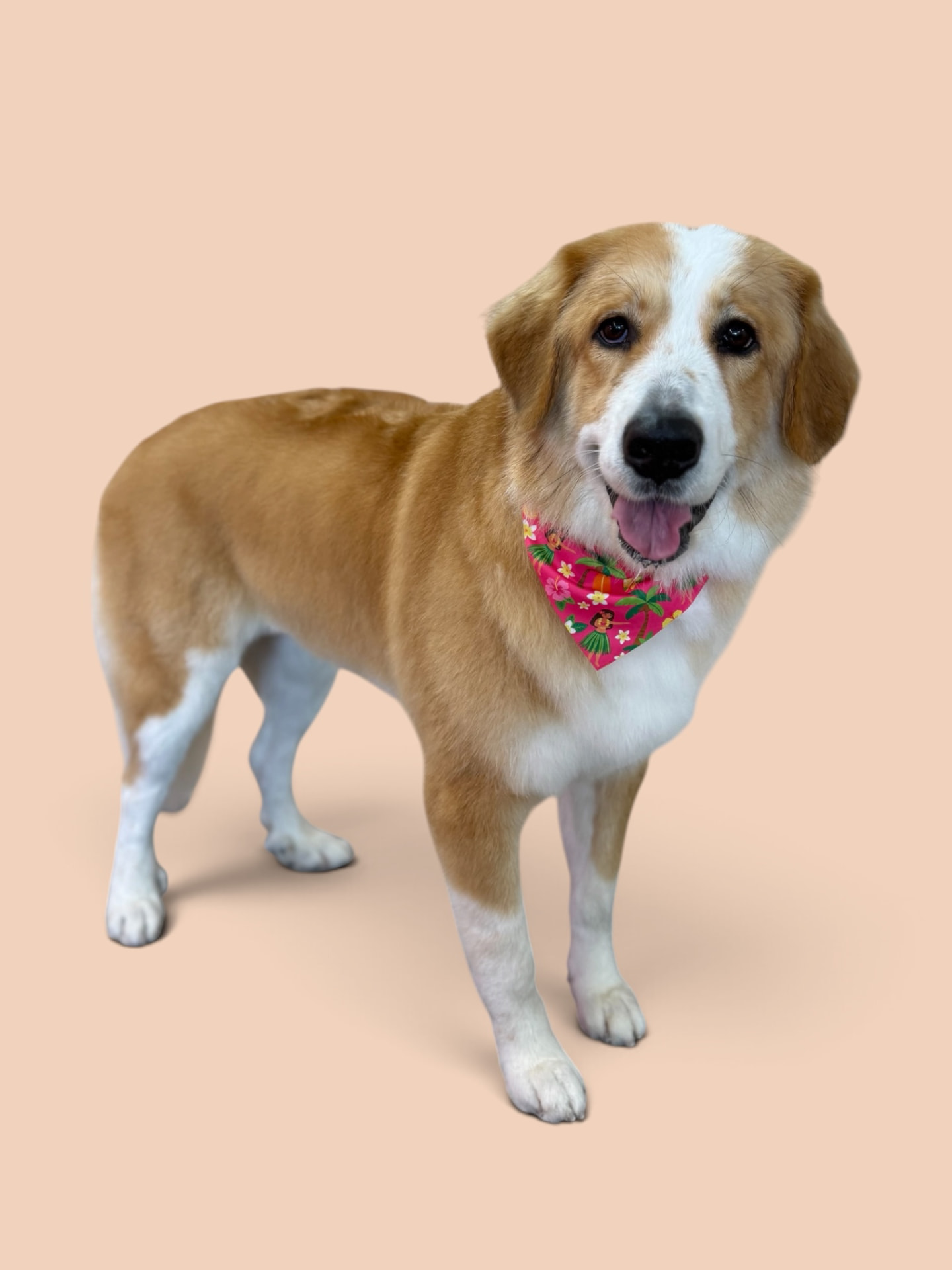 Large golden and white dog wearing a pink tropical bandana