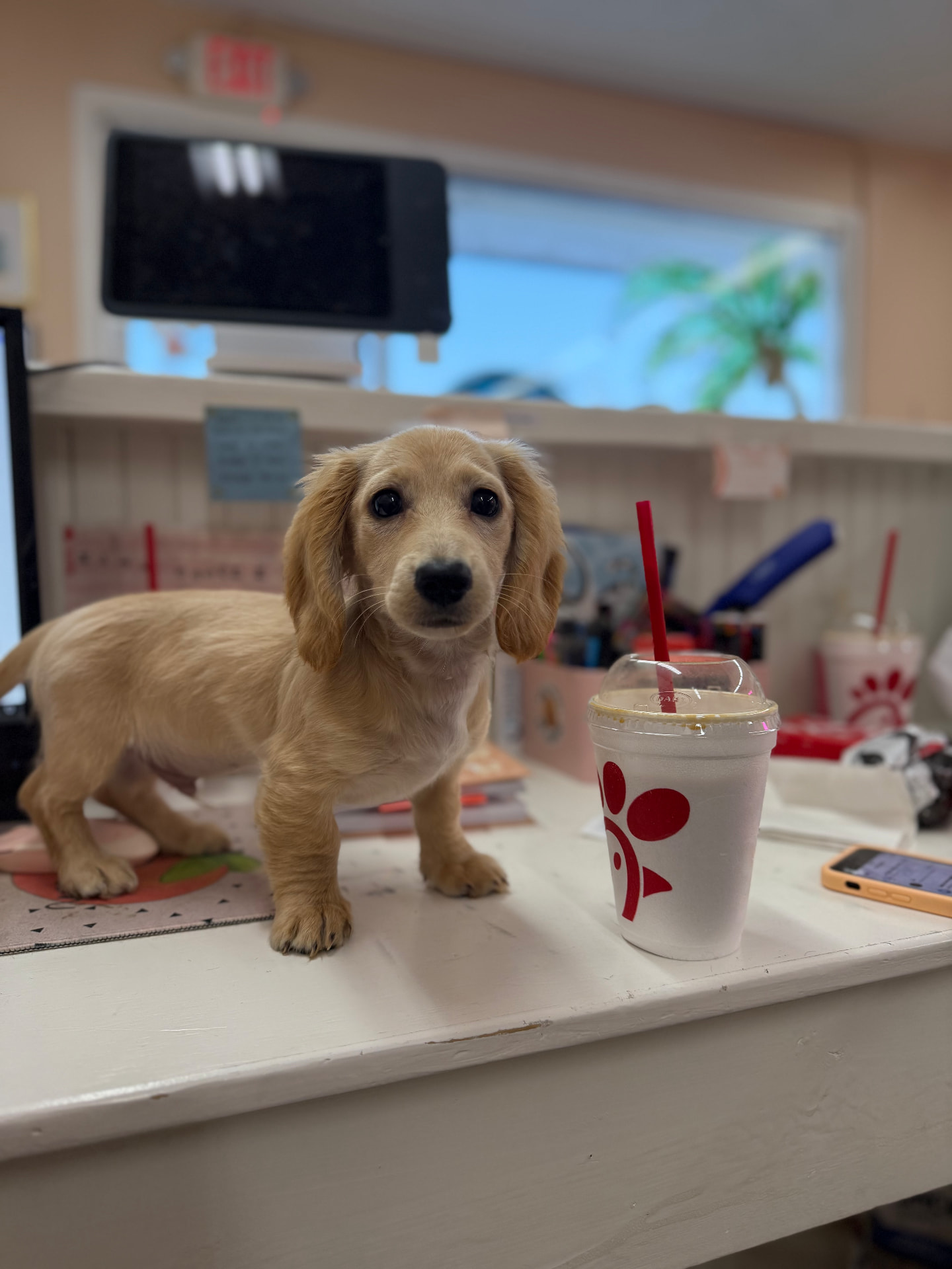 A golden dachshund puppy waiting patiently at the Peachy Paws grooming counter