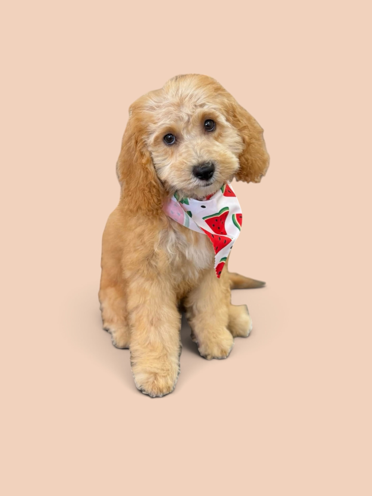 Golden doodle puppy wearing a watermelon bandana