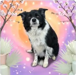 A fluffy border collie fresh from a bath and blowout at Peachy Paws