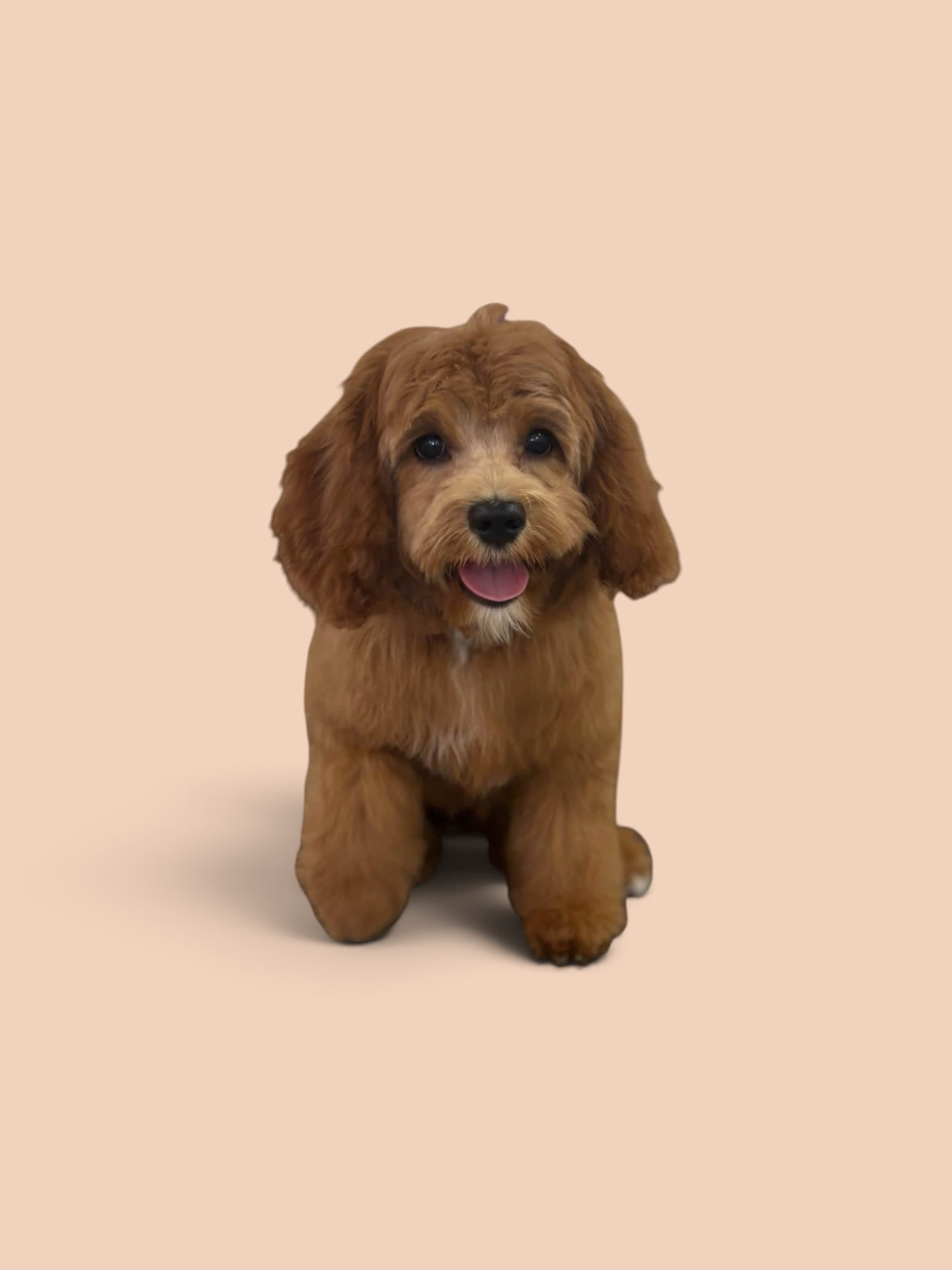 Red mini goldendoodle puppy with a fluffy fresh haircut