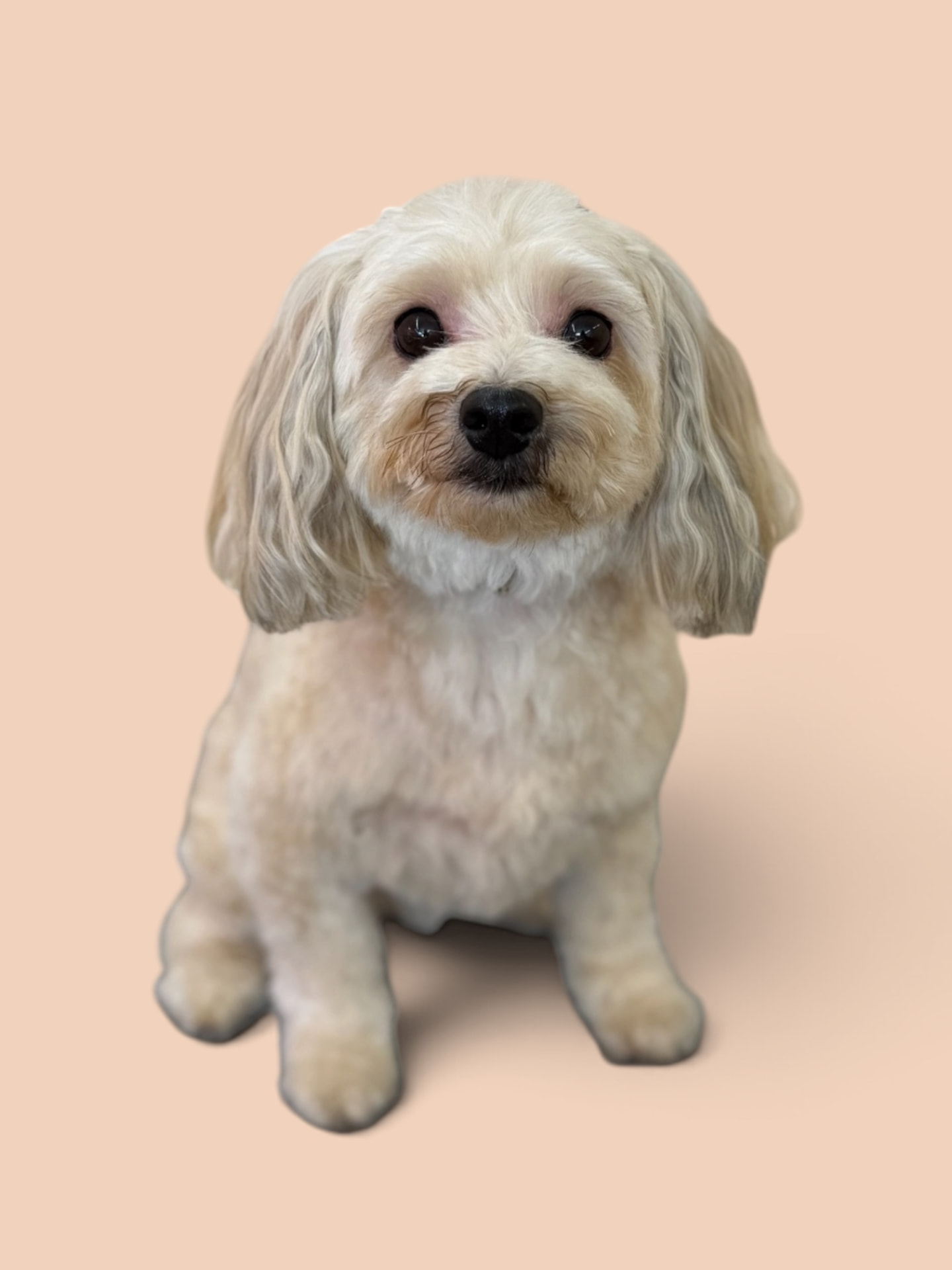 Cream small breed dog with soft flowing ears after a groom
