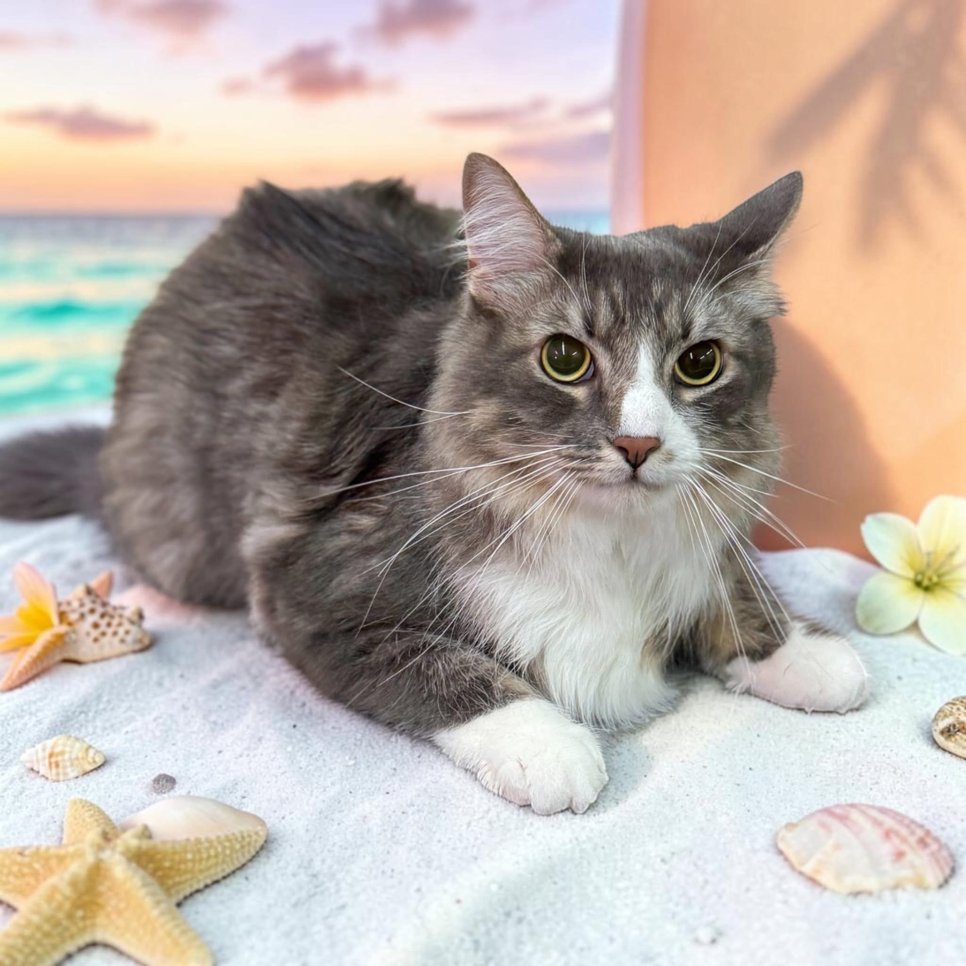 Fluffy grey and white cat resting on sand with seashells after a spa day